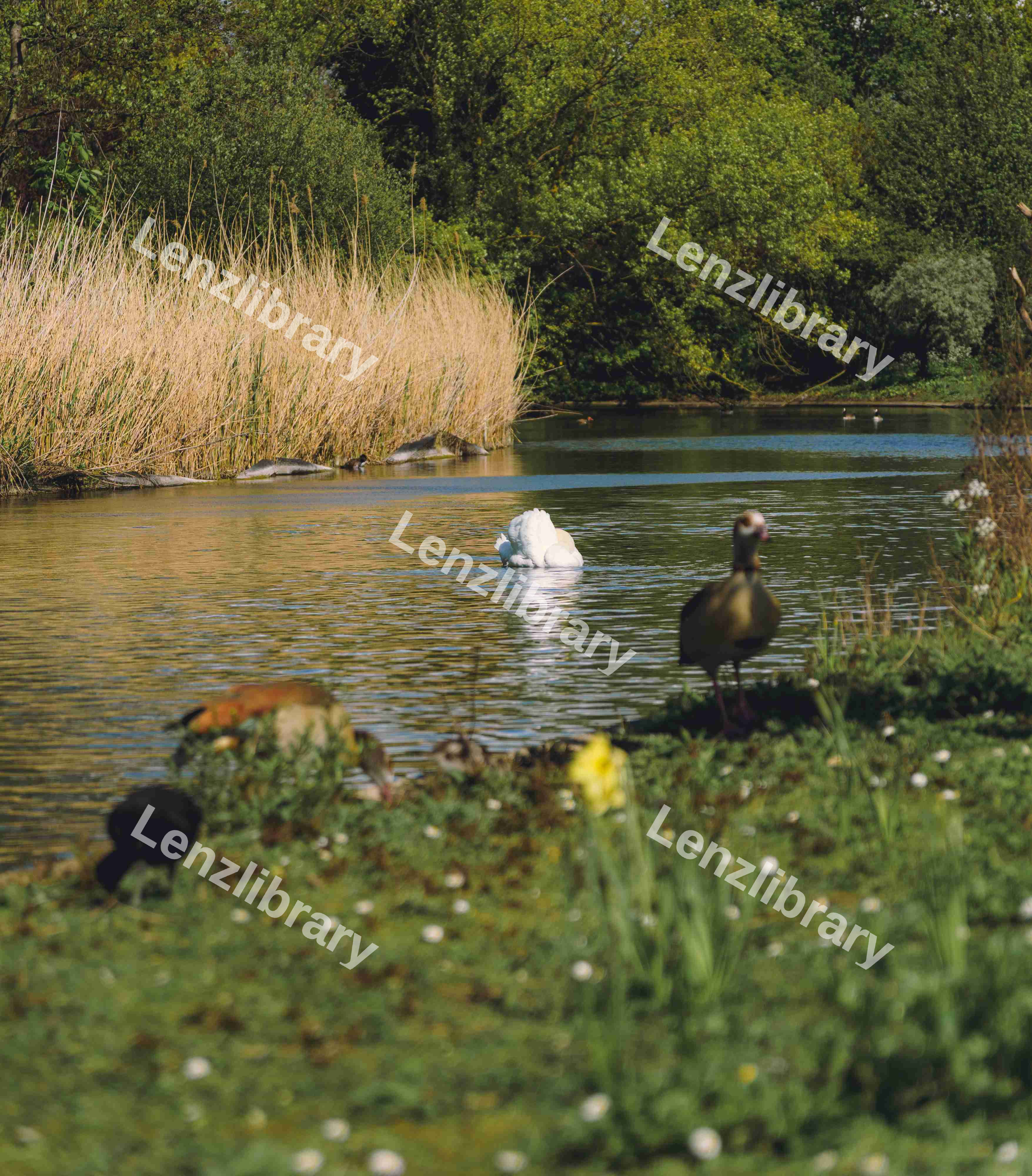 Swan With Two Birds